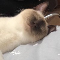 Nomifi *随缘转推 (@nomifi8) 's Twitter Profile