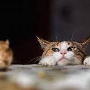 猫虎--ハンター猫 (@schmidkhdk) 's Twitter Profile Photo 猫虎--ハンター猫 (@schmidkhdk) 's Twitter Profile Photo