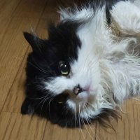 冥カイ【冥リーヌ】 (@hades_kai) 's Twitter Profile