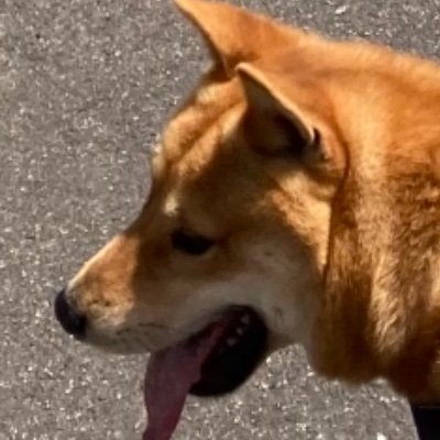 柴犬(オス、1歳)飼ってます🐕💕無言フォロー失礼します🙇‍♀️🙏お気軽にフォローお願いします🤩コメント、グッドボタンポチッとお願いします💕🙇‍♀️
不定期投稿です🐕🙏
フォロワー150人🎊🎉㊗ありがとうございます😍🙏