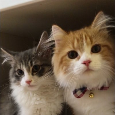 アンジェとソルの横浜風船 ベッド も悪くないニャ 3coins 猫ベッド 猫布団 ベッドで寝る猫