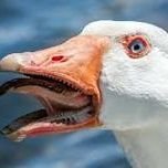 Goose (@goosey4l) 's Twitter Profile
