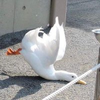 김오리 (@kimori_0528) 's Twitter Profile Photo