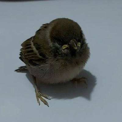 RawrginaHalle's profile picture. teatro, tinig, at pagburda | art acct ⬇