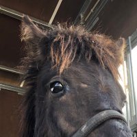 山口大学ホースヒーリングサークル (@horse_healing_) Twitter profile photo