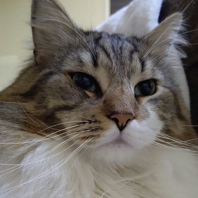 vidrocat Profile Picture