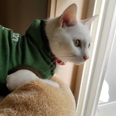 Gintnicさんのプロフィール画像