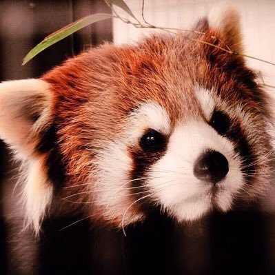 レッサーパンダが好きな人。RedPanda-pedia(全国レッサーパンダ名鑑)の管理人のひとり。スコーンも好き。写真は勝手に使わないでね。