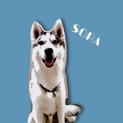 🐺Siberian Husky 「Sora」♂🎂 2019.11.27👀Odd eye そら君の成長日記👫