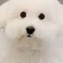 ワンワンさんのプロフィール画像