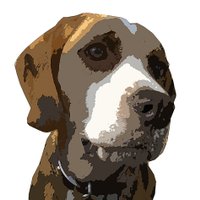 Mascotas extraviadas (@tango_bme) 's Twitter Profile