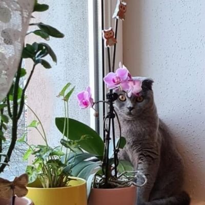 من گربه دارا رو فالو میکنم که هر وقت دلم گرفت بیام این خوشگلا و دلبرا رو نگا کنم غم و غصه روزگار رو بشوره ببره.آها،من آدم کیتی خانمم که پست میذارم 😉🤪😻