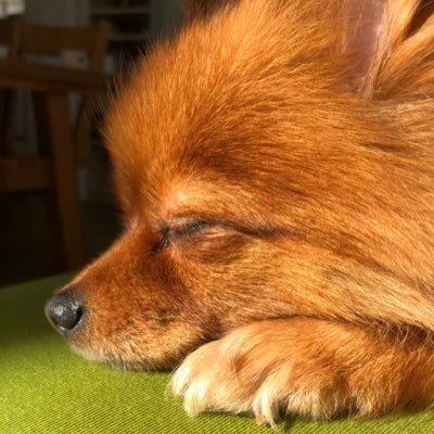 ねむたいモコちゃんぷるぴぃさんのプロフィール画像