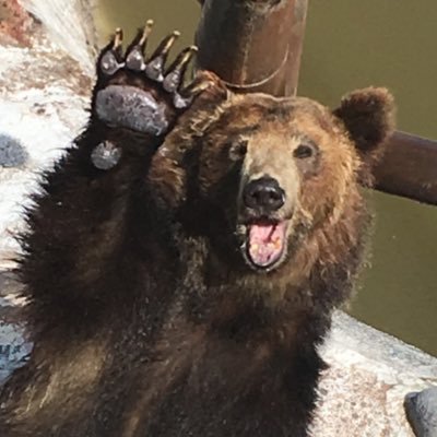 ざらめのくまさん🐻✨‼️さんのプロフィール画像