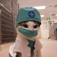 Dr. Cat(@dramerica88) 's Twitter Profile Photo