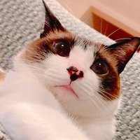 マミ太郎 (@pfirsich_jam) 's Twitter Profile Photo マミ太郎 (@pfirsich_jam) 's Twitter Profile Photo