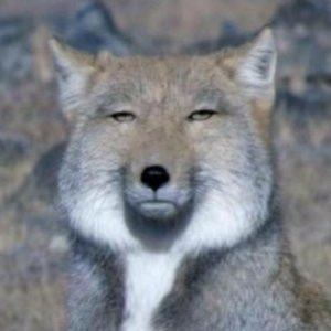 diamond_skystar's profile picture. #샤이니 #SHINee #키, #WayV #威神V #肖俊 #샤오쥔 #NCT127 #쟈니 #ﾄﾞﾖﾝﾎ #ｼﾞｬﾆﾃﾝ, #GoldenChild #이장준, #ONF, #WEi #유용하 #김동한,JBJ95 #타카다켄타, #레드벨벳,#H2H,#CBX,碧海木全 #許豊凡 #韓ドラ