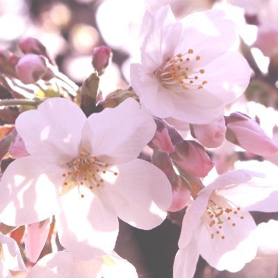 まりえ★桜さんのプロフィール画像