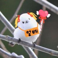 마법)얼음베개(소녀(@iloveicepillow) 's Twitter Profile Photo