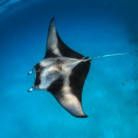 Island Divers (@idivemaldives) 's Twitter Profile