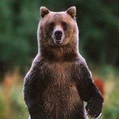 LastBearStandng Profile Picture