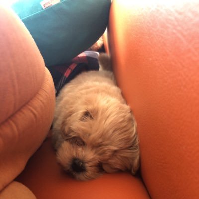 Orient20010930's profile picture. 大3