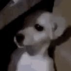 renIuhs's profile picture. Thinks hes snoopy. Hes not (she/they)