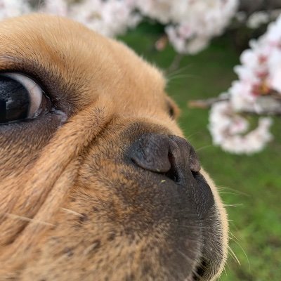 frebullchico's profile picture. 吾輩は“Chico“である 〜 妹の”Karen”が来て情緒不安定であるうううう🐶ワン〜主人は乗り鉄🚃〜乗り飛び🛩〜鉄印旅📖