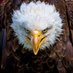 الفرزداحظ - Alfarazdahiz (@eaglebirdspirit) Twitter profile photo الفرزداحظ - Alfarazdahiz (@eaglebirdspirit) Twitter profile photo