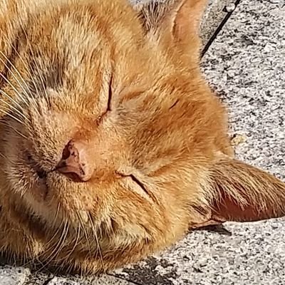 umikubo's profile picture. 散歩と甘いものと創作だけで人生どうにかしたいタイプの生き物（どうにかなってない）