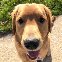 Duncan the Golden Retriever(@duncangoldenpup) 's Twitter Profile Photo