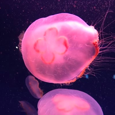 achiko0915's profile picture. 30↑成人済のただのオタク