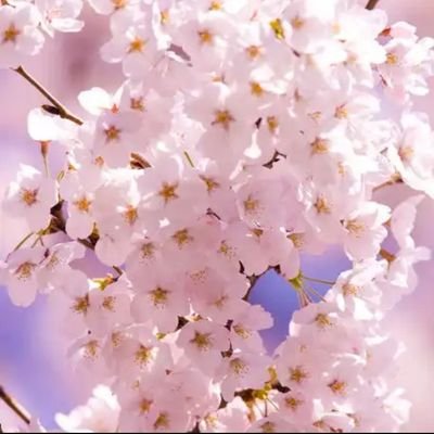 桜と菜の花とDisneyとお城が大好きです( ´,,•ω•,,`)♡
始めたばかりです、よろしくお願いしますm(*_ _)m