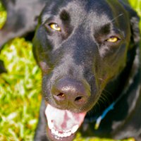 Echo Action (@echoaction) 's Twitter Profile
