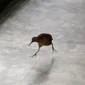 bizarrebirds's profile picture. bird, she/her, 23, really likes birds