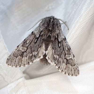 Sc90429841's profile picture. よろしくお願いします！自称半人前蛾屋です。(基本は冬夜蛾とか鯱)……なのに蛾アレルギー…(´；ω；`)
無言フォロー失礼します＼(_ _)