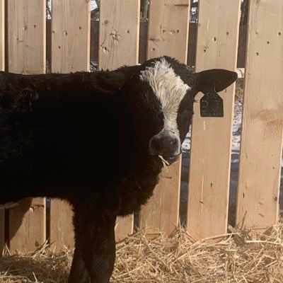 C & E Stephens Farms, raising purebred Simmental cattle, commercial cattle, grain farmer. Hockey, Baseball and all things sports. Married with 3 kids.