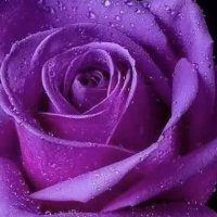 섬소녀도야맘 (@kjs36344) 's Twitter Profile