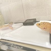 ゆうくん@れおぱと同居 (@yuma_0726_) Twitter profile photo