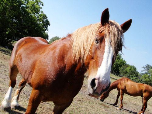 Saving horses from abuse, neglect and starvation since 1998.