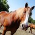 Habitat for Horses (@hfh) Twitter profile photo