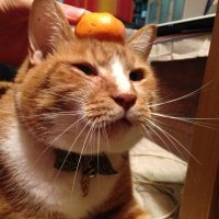 あんこもち🍊 (@ankorokorokoron) 's Twitter Profile