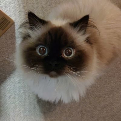 tanukijyanaiyoo's profile picture. 19年2月生まれ。愛称はおーちゃん。獣医さんの指導でゆるっとダイエットしてます。
主に愛猫の可愛さと愛しさと尊さを壁打ちするアカウント。猫関係ないことも呟きます。
中の人はオタクです👩🌈