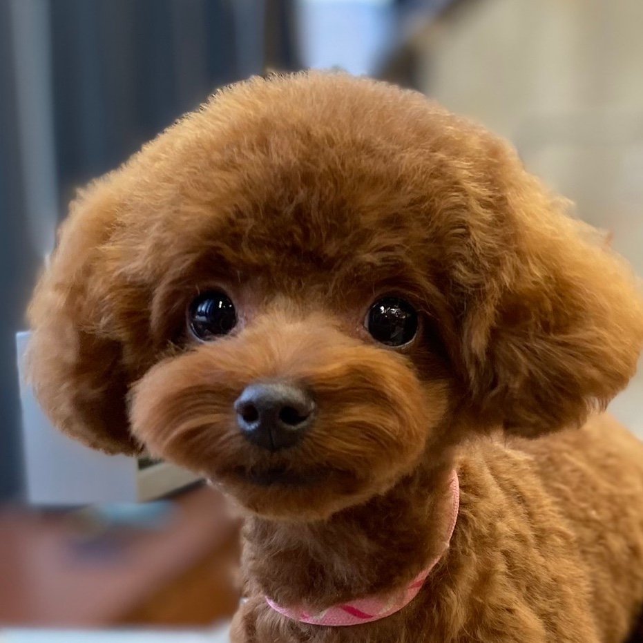 kohepepe's profile picture. なめらかプリン