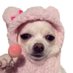 치와와 아카이브 (@chihuahuarchive) Twitter profile photo