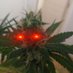 Weedchari (@weedchari) Twitter profile photo Weedchari (@weedchari) Twitter profile photo