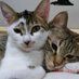 猫だまり (@nekogokorowith) Twitter profile photo 猫だまり (@nekogokorowith) Twitter profile photo