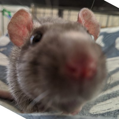 rat page 🐀🐀🐀🐀🐁🐁

sometimes I let the rats tweet