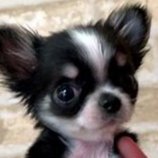 微笑ましい動物の動画をつぶやきます (^^)b
RT&いいねよろしくお願いします！