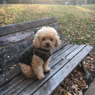 今年遂に高齢者入りした親爺。仕事から完全引退予定だったのだがお声掛け頂き緩ーく仕事しながら遊んで居ます。愛犬、クラシック音楽、Audio、阪神タイガース、ゴルフ。最近演奏会を厳選し始め回数少しずつ減らしてます。プリン体、お酒、栗饅頭大好き。